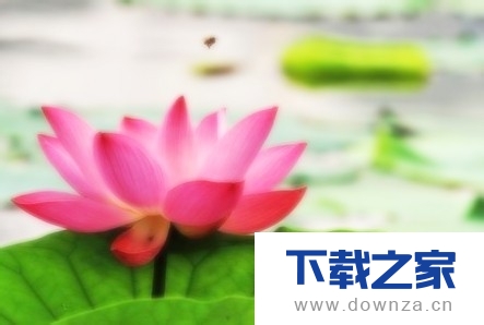 利用光影魔术手给照片增加柔光的具体操作教程截图